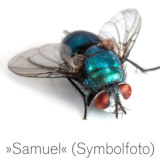 Foto einer Schmeißfliege, darunter der Text: Samuel (Symbolfoto)